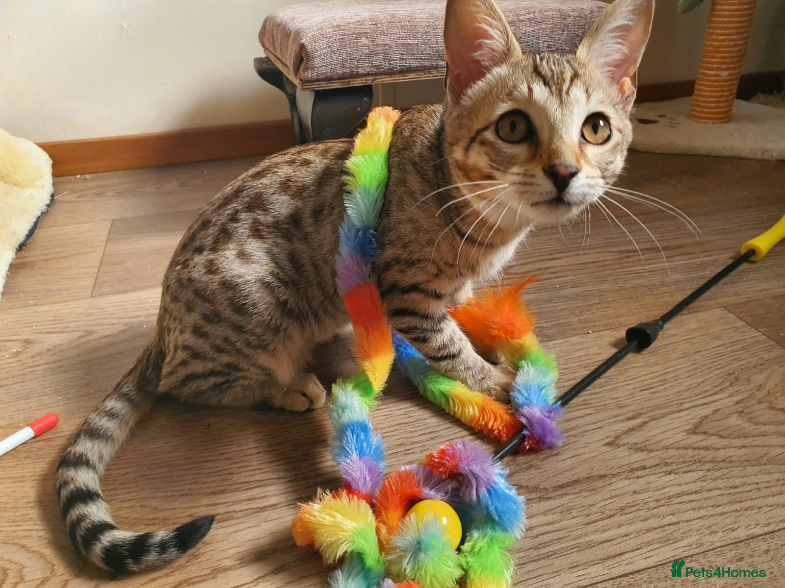 Savannah cats F3 Svannahs Girl Pedigree - Advert 1