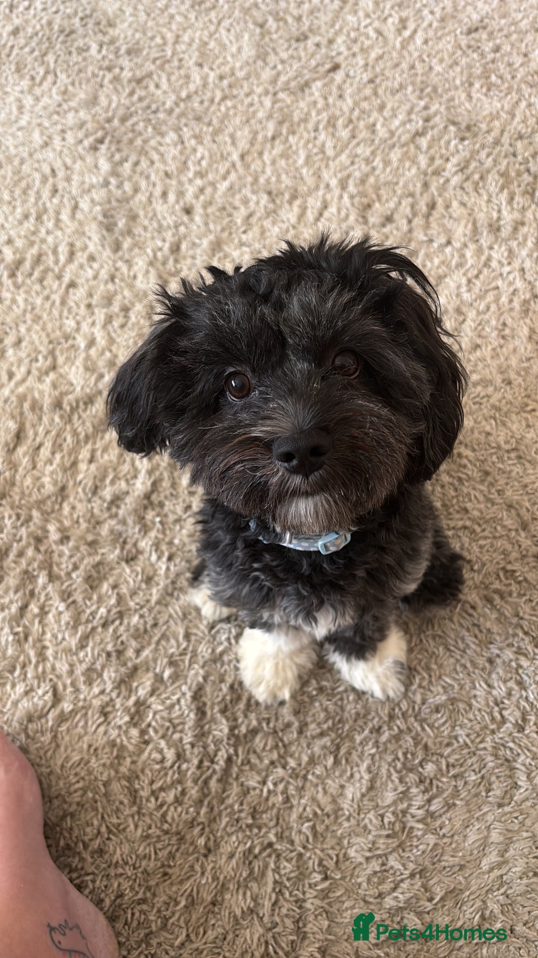 Mixed Breed dogs for sale: Bichon x havanese male 1 year old - Advert 5