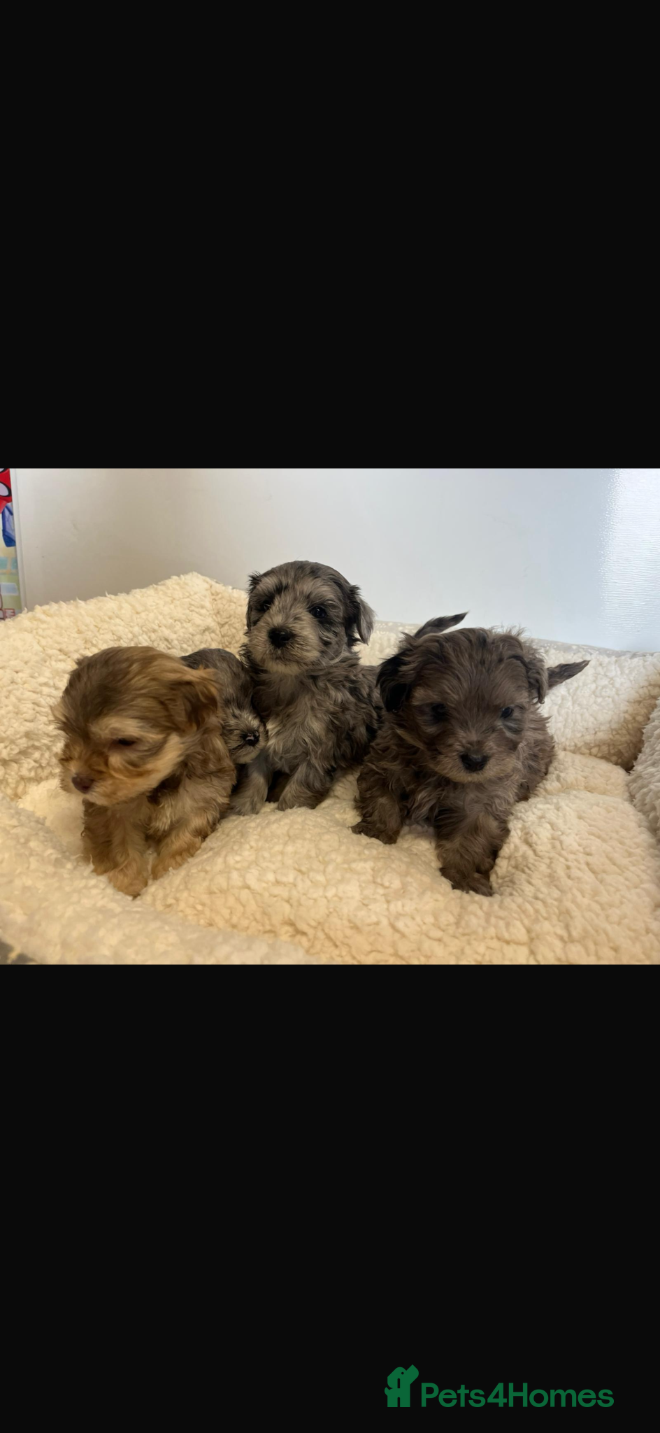 Maltipoo dogs F1 maltipoo puppies  - Advert 1