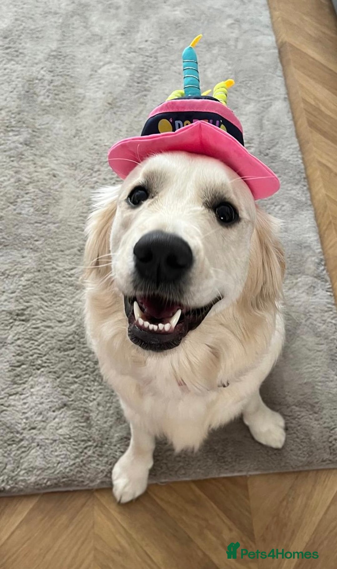 Golden Retriever dogs for sale: 2 year old female - Advert 4