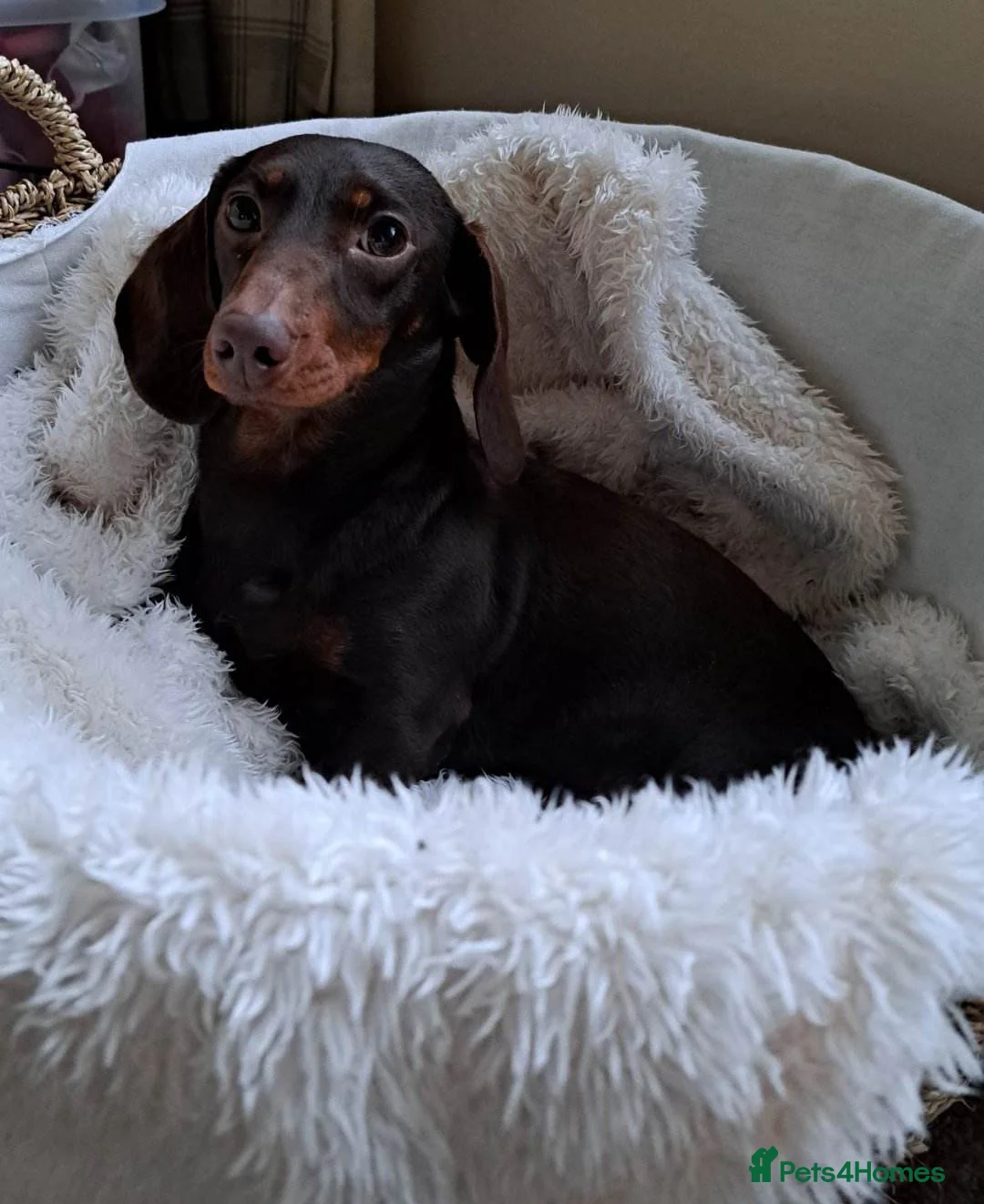 Miniature Dachshund dogs for sale: Mabli for a loving home - Advert 1