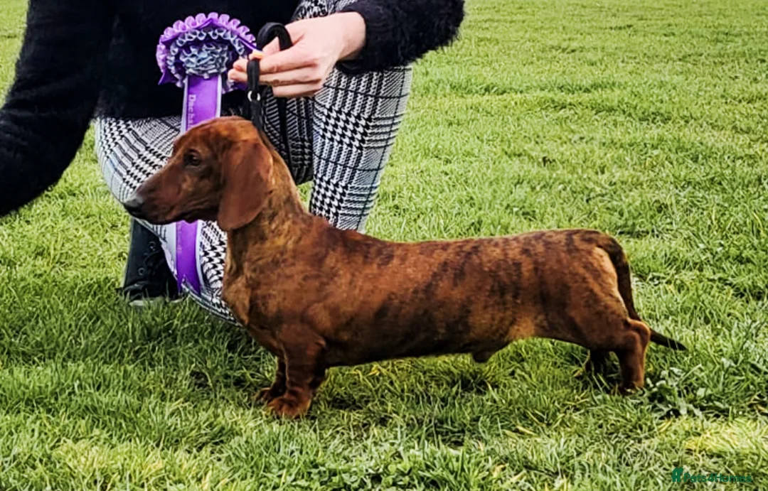 Dachshund dogs for stud: Miniature Smooth Dachshund Brindle KC reg in Nottingham - Advert 11