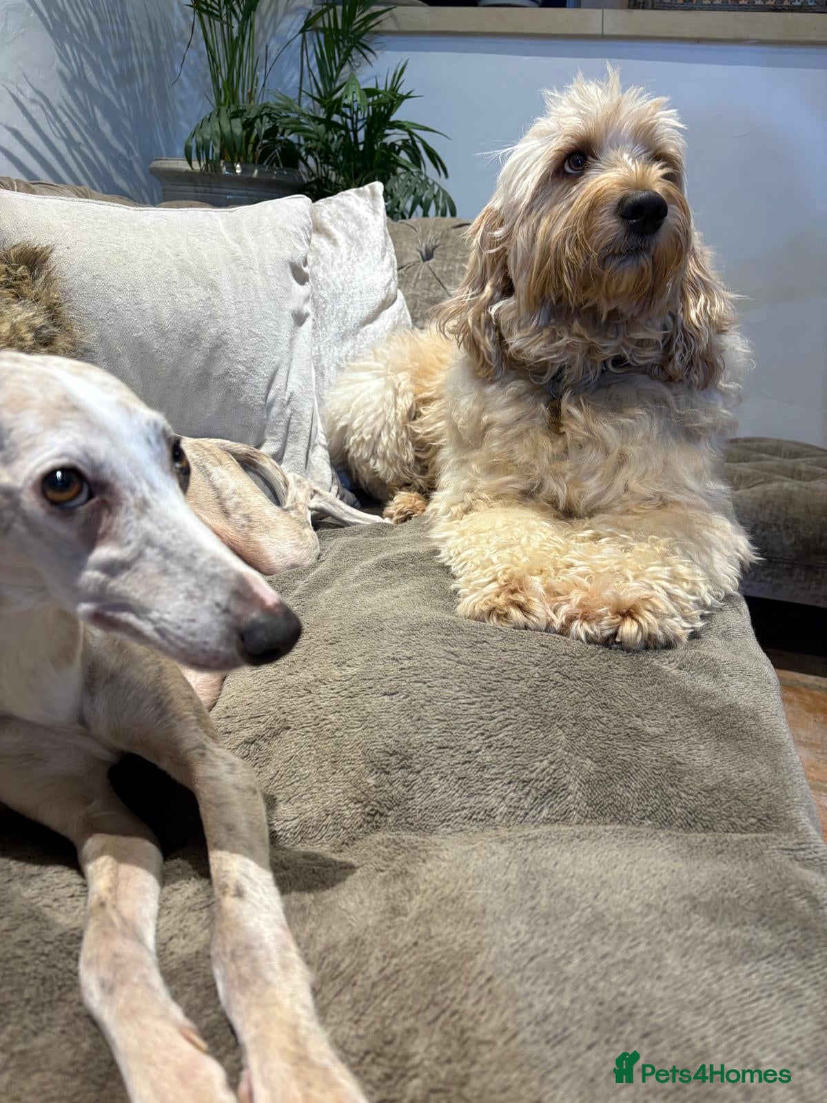 Mixed Breed dogs Whippet x f2  Miniature Labradoodle - Advert 5