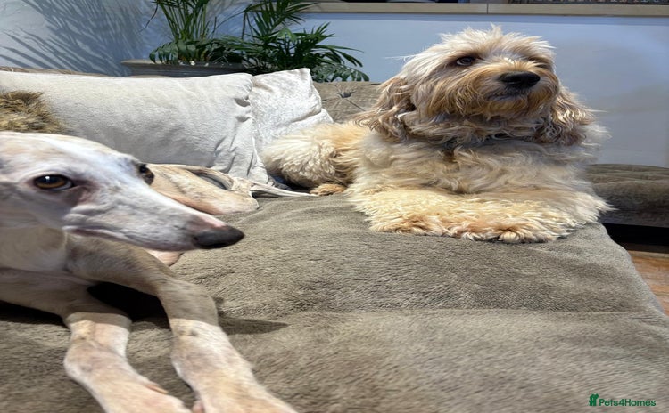 Mixed Breed dogs Whippet x f2 Labradoodle - Advert 7