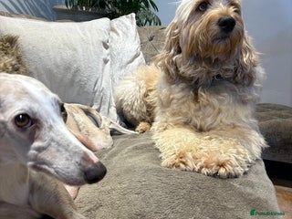 Mixed Breed dogs Whippet x f2 Miniature Labradoodle - Advert 15