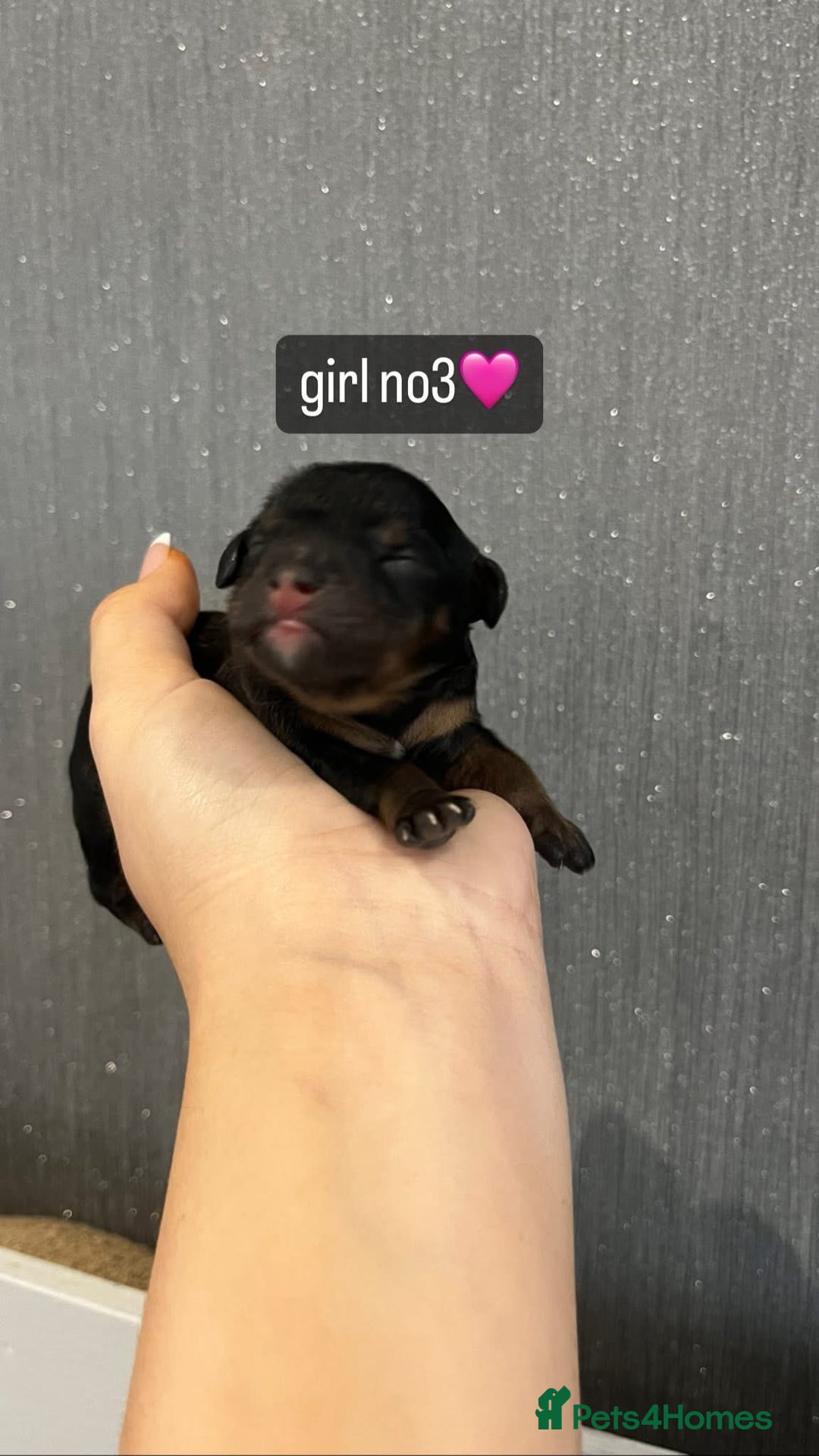 Cavapoo dogs for sale: Cavapoo puppies phantom Black and Tan  - Advert 13