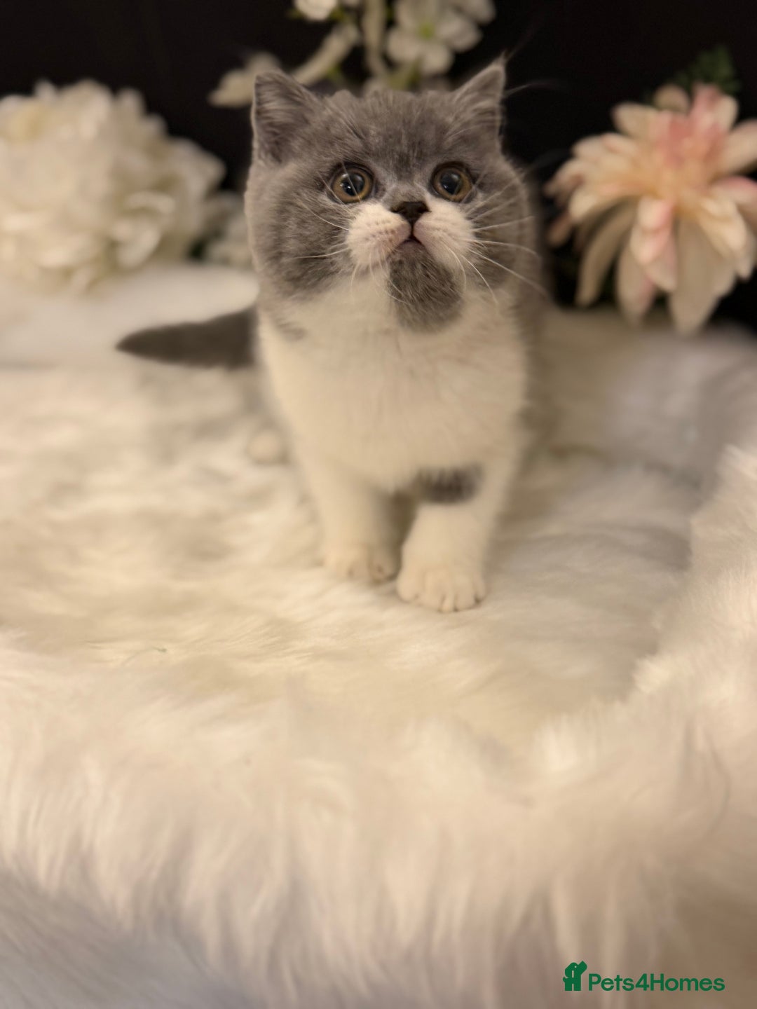 British Shorthair cats for sale: Full Pedigree Registered BSH  - Advert 6