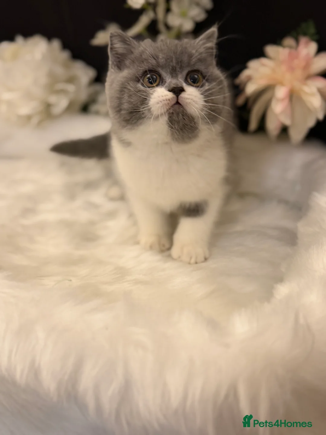 British Shorthair cats for sale: Full Pedigree Registered BSH  - Advert 14