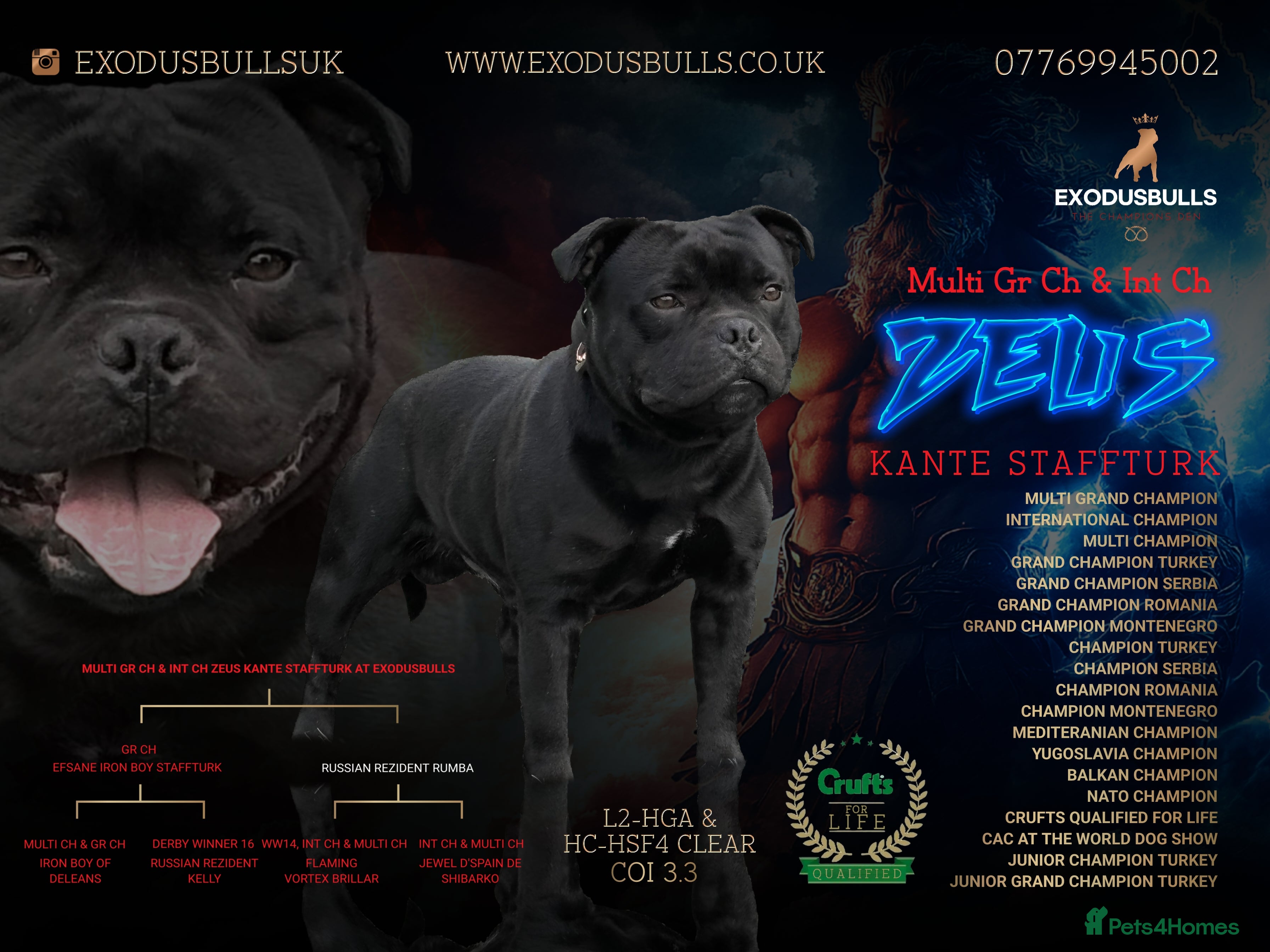 Staffordshire Bull Terrier dogs 🥇HIGHEST & MOST TITLED BLUE BLOODLINE DOG IN UK🏆 - Advert 4