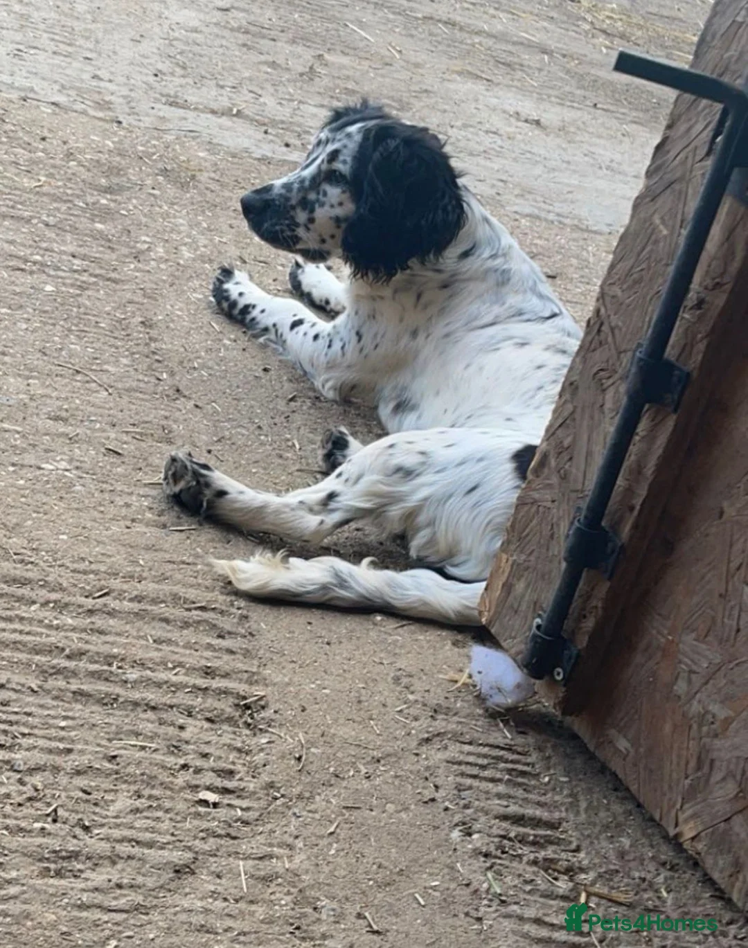 Cocker Spaniel dogs for sale: 8 cocker spaniels available 4 males 4 females - Advert 2