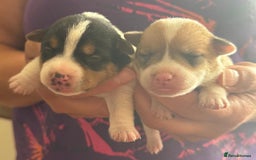 Jack Russell dogs for sale: Bred From Health Tested Parents - Image 28