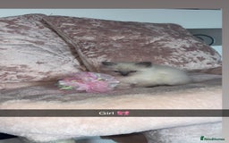Ragdoll cats for sale: 🌸pedigree Ragdoll babies, reduced🌸 - Image 22