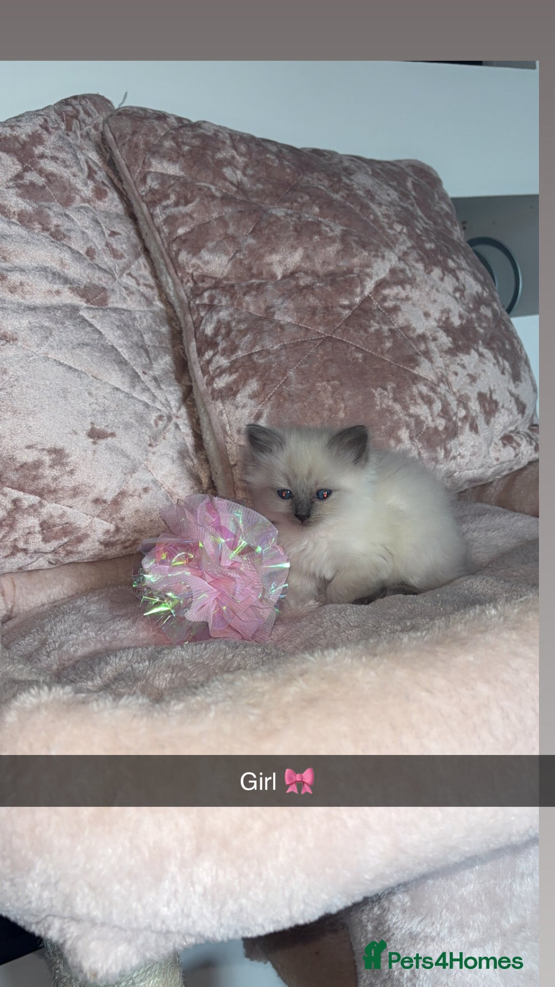 Ragdoll cats for sale: 🌸pedigree Ragdoll babies, reduced🌸 - Image 22