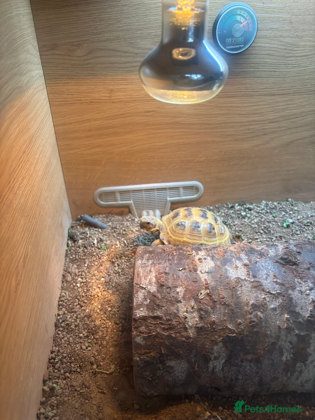 Hermann Tortoise reptiles for sale: Herman tortoise  - Advert 3