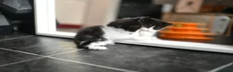 Mixed Breed cats for sale: B&W Kitten looking 4 home  - Advert 13