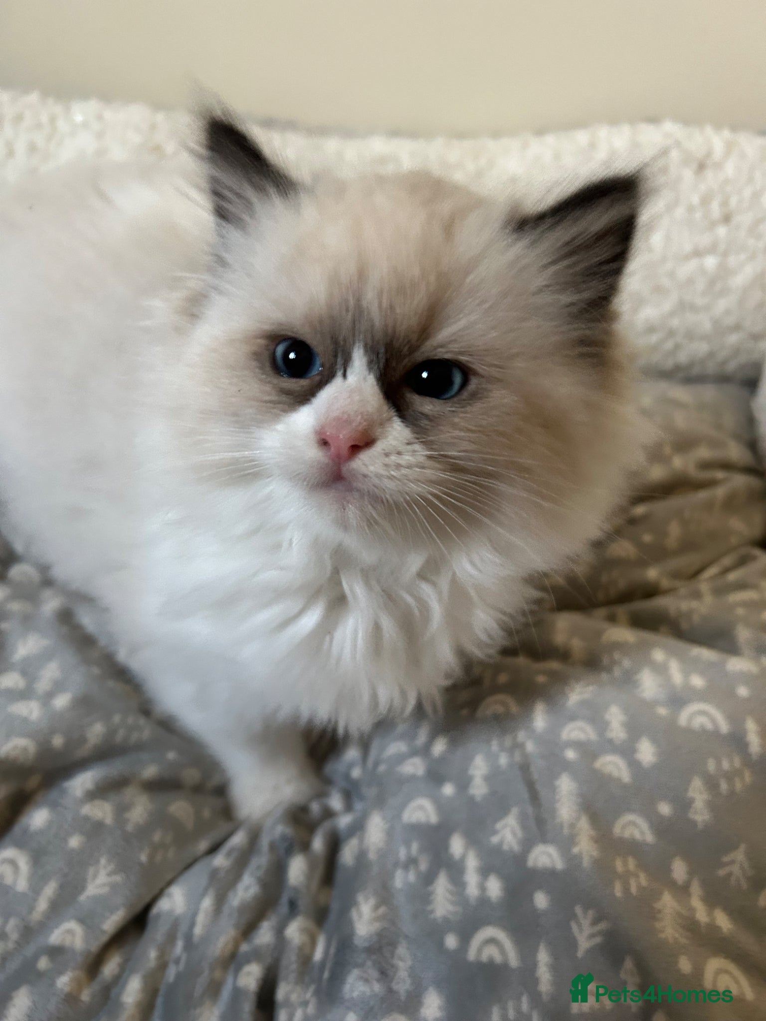 Ragdoll cats Beautiful Ragdoll Kittens  - Advert 4