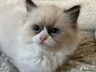 Ragdoll cats Beautiful Ragdoll Kittens - Advert 4