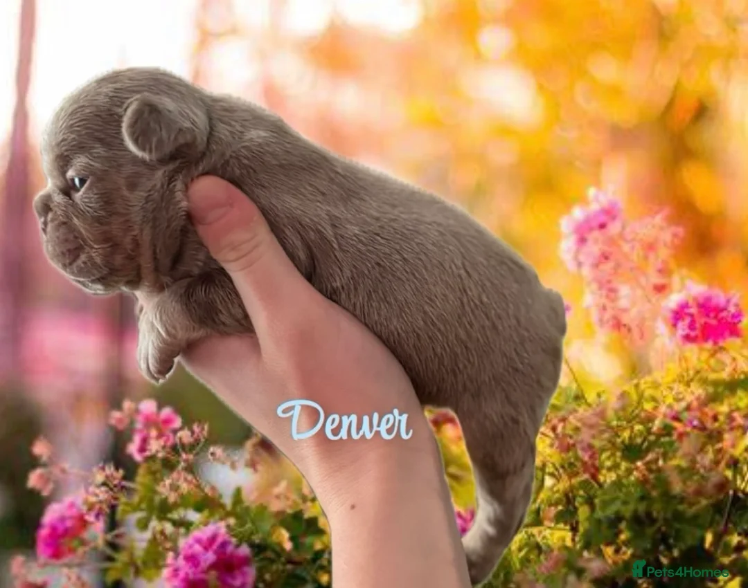 French Bulldog dogs for sale: Kc registered new shade french bulldog puppies  - Advert 29