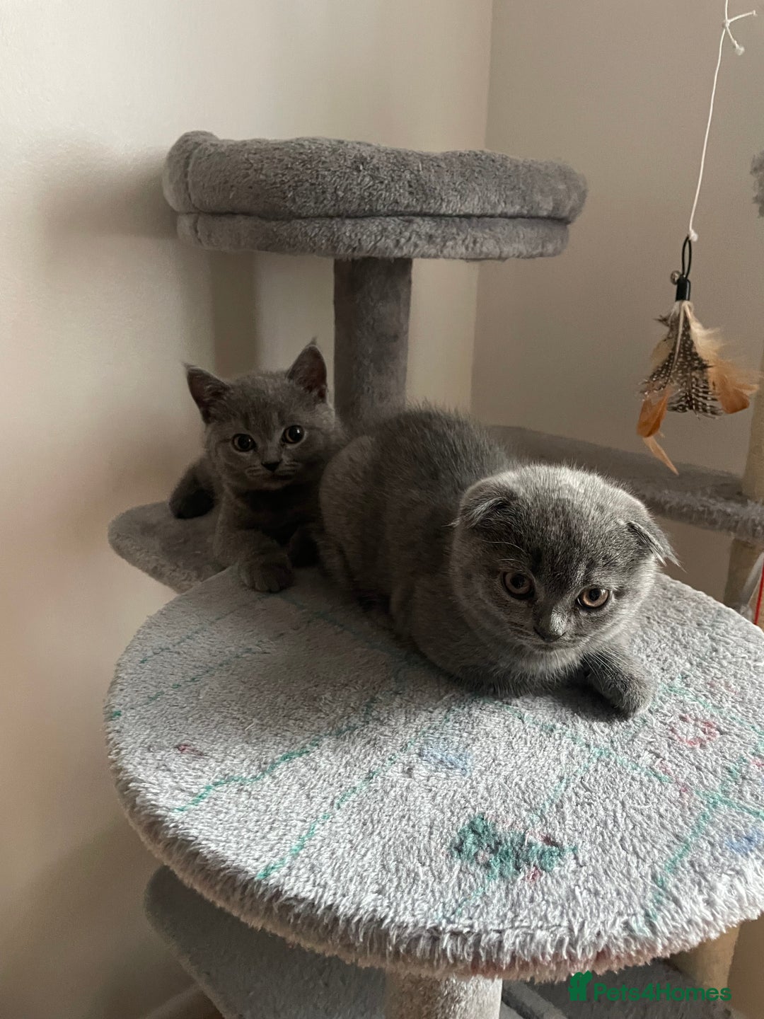 Scottish Fold cats for sale: PURE BREED SCOTTISH FOLD KITTENS 🐾 in Twickenham - Image 22