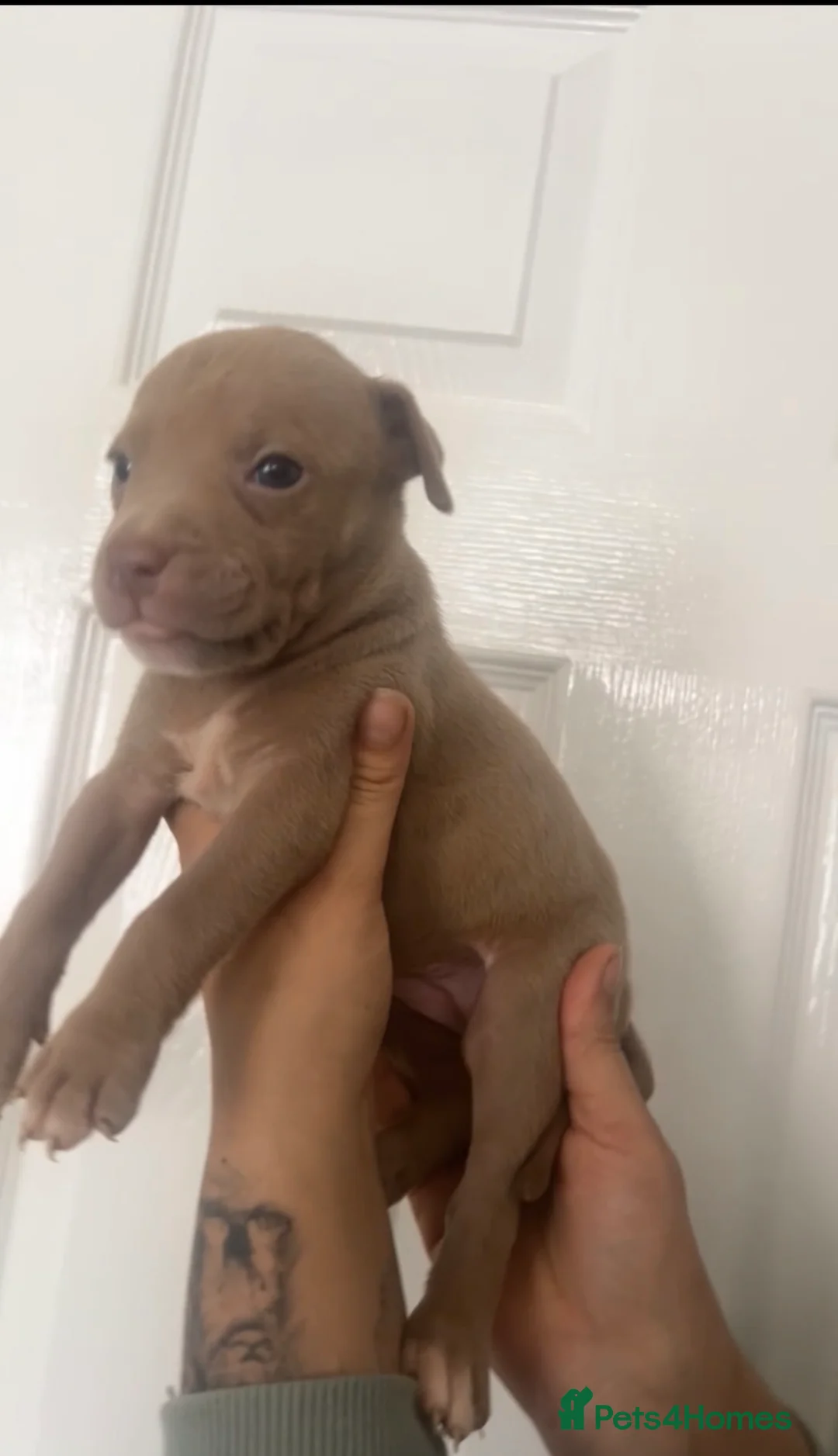 American Bully dogs for sale: Standard American Bully  - Advert 2
