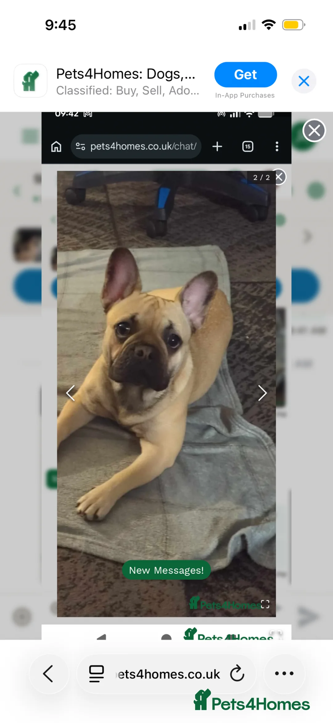 French Bulldog dogs for sale: Female KC French bulldog puppy in Dalkeith - Advert 2