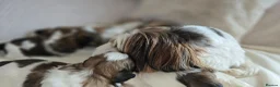 Shih Tzu dogs for sale: Beautiful Purebred Shih Tzu Puppies for Sale - Advert 13