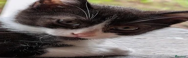 Tuxedo