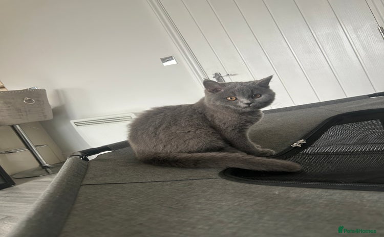 British Shorthair cats - Advert 7