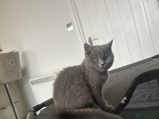 British Shorthair cats - Advert 4