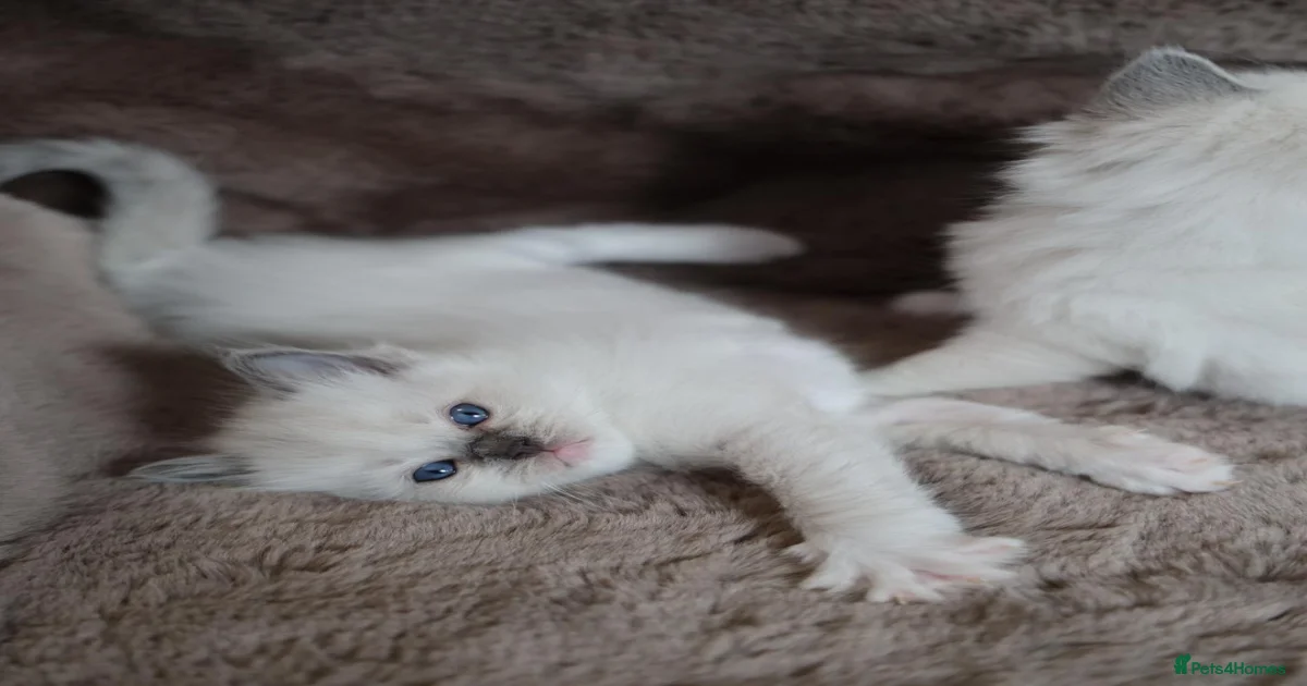 GCCF Ragdoll kittens. Lynx, Blue point, mitted. for sale in Basingstoke ...