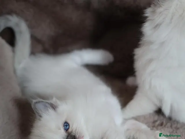 Ragdoll cats for sale: GCCF Ragdoll kittens. Lynx, Blue point, mitted. - Advert 5