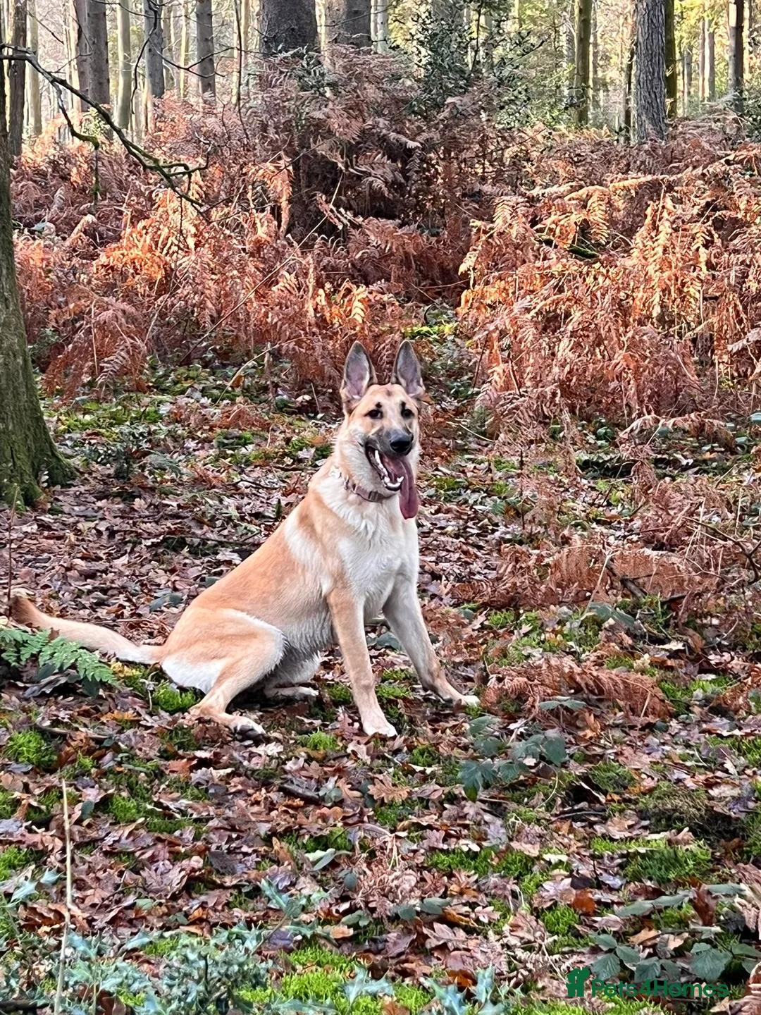 German Shepherd dogs for stud: PROVEN BIG BONED GERMAN SHEPHERD FOR STUD  in Romford - Advert 29