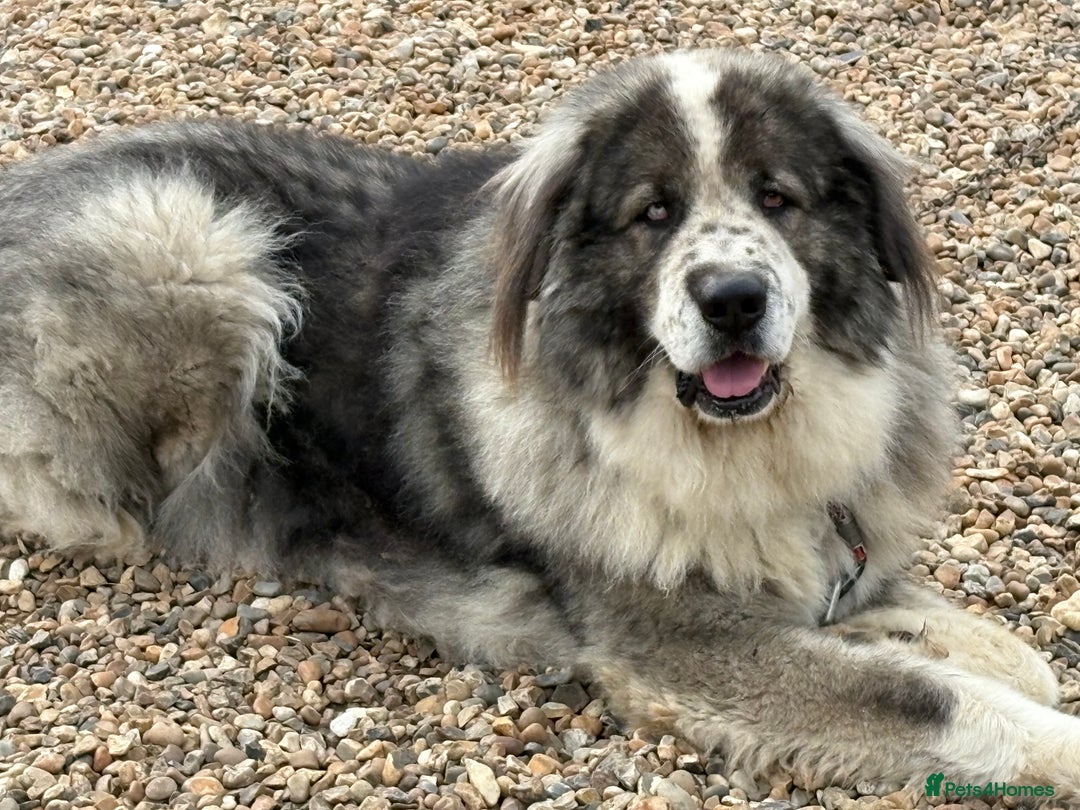 Caucasian Shepherd Dog dogs for stud: Gorgeous Caucasian Shepherd for Stud - Image 4
