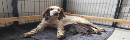 Sproodle dogs for sale: Gorgeous Chocolate F1 Sproodle Puppies  - Advert 2