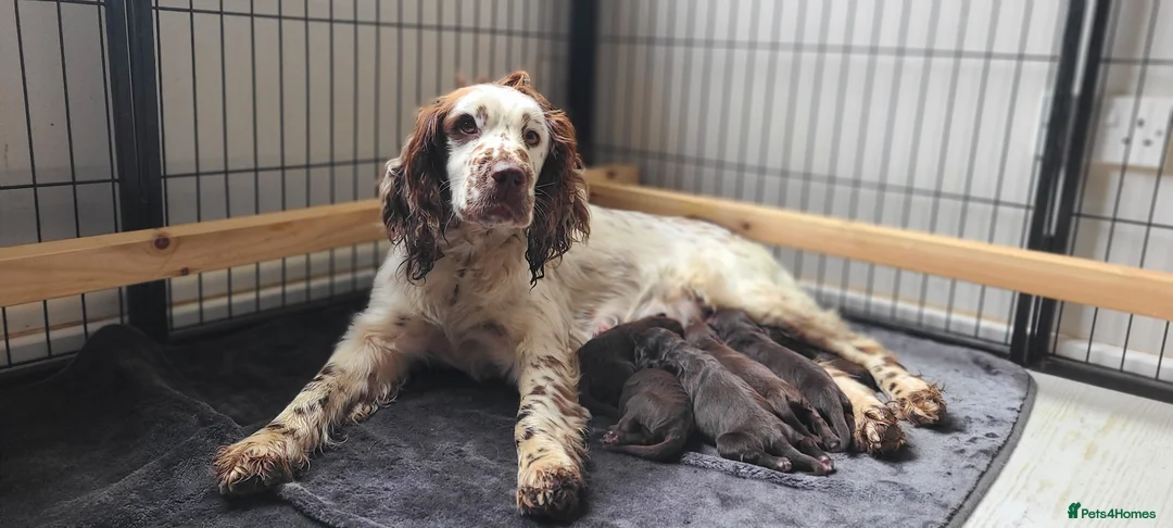 Sproodle dogs for sale: Gorgeous Chocolate F1 Sproodle Puppies  - Advert 2