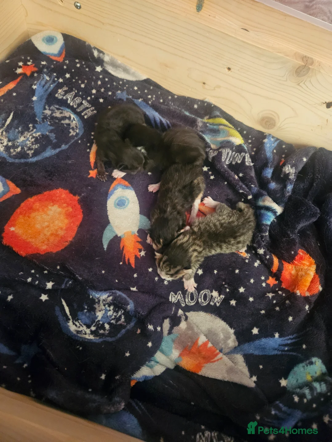 Mixed Breed cats for sale: Mixed kitten  in Kettering - Advert 2