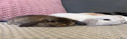 Mini Lop rabbits for sale: Beautiful Mini Lop Rabbits for sale - Advert 24