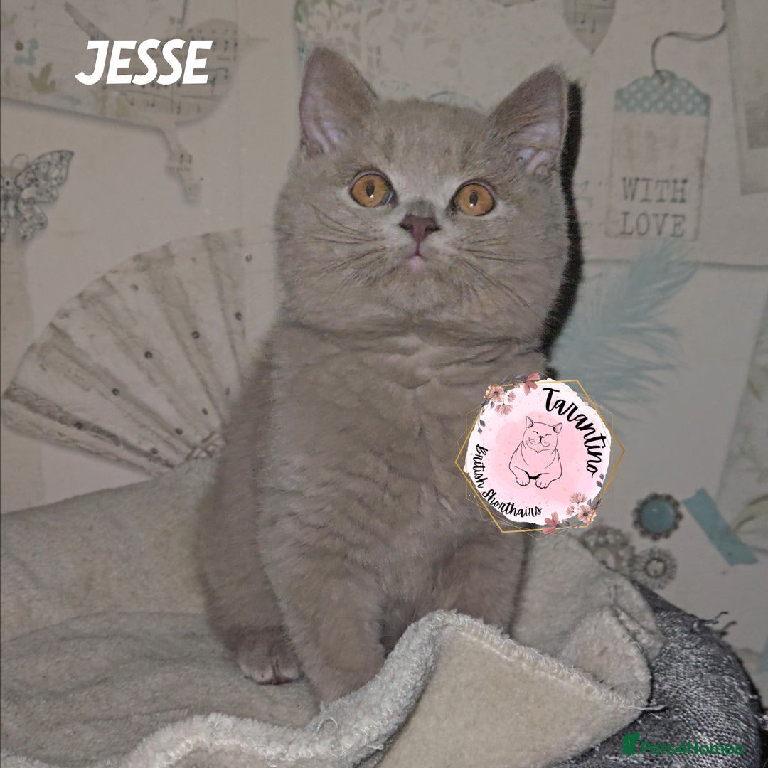 British Shorthair cats for sale: GCCF REGISTERED BRITISH SHORTHAIR KITTENS  - Advert 30