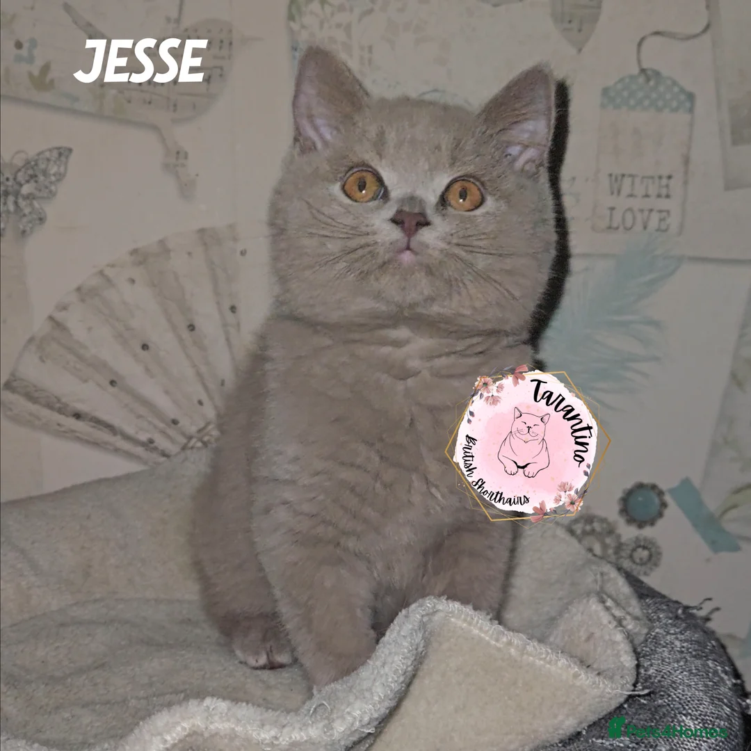 British Shorthair cats for sale: GCCF REGISTERED BRITISH SHORTHAIR KITTENS  - Advert 30