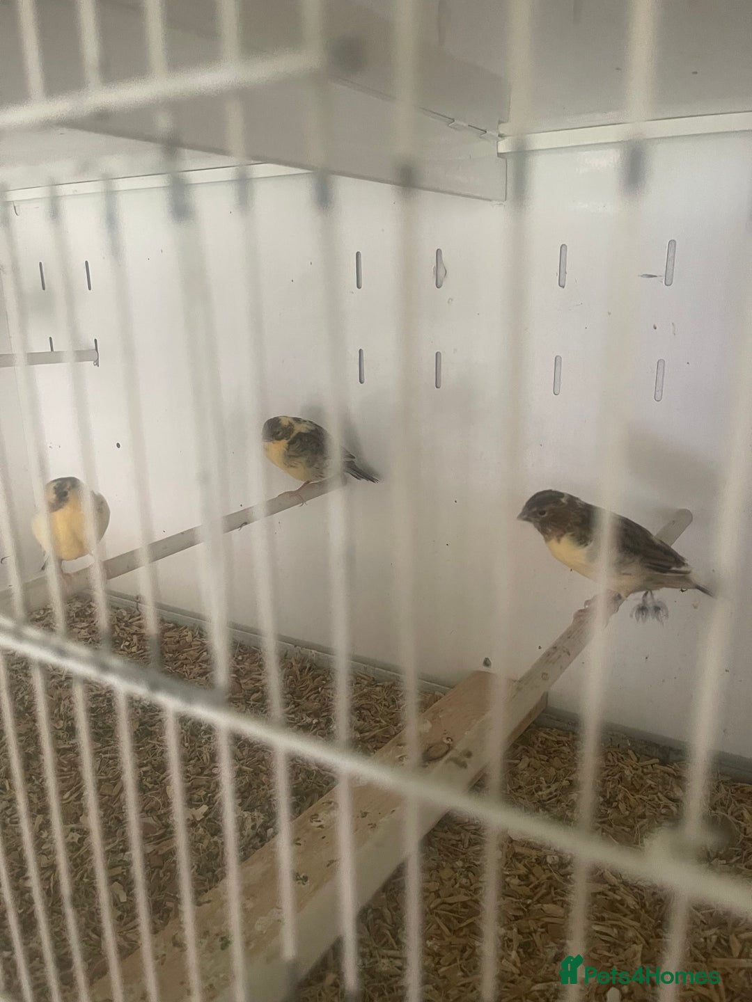 Canaries birds for sale: M32 8 - Image 1