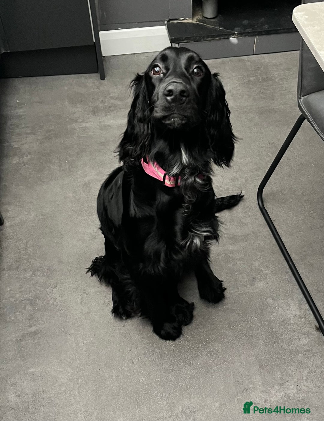 Mixed Breed dogs for sale: Irish cocker - Image 3