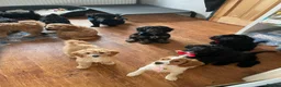 Cockapoo dogs for sale: 🐶READY TO LEAVE NOW 🐶 beautiful cockapoos  - Advert 13