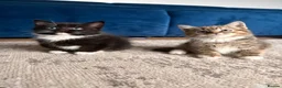 Mixed Breed cats for sale: Last 3 kitten !  1 male 2 females cute kittens  - Advert 8