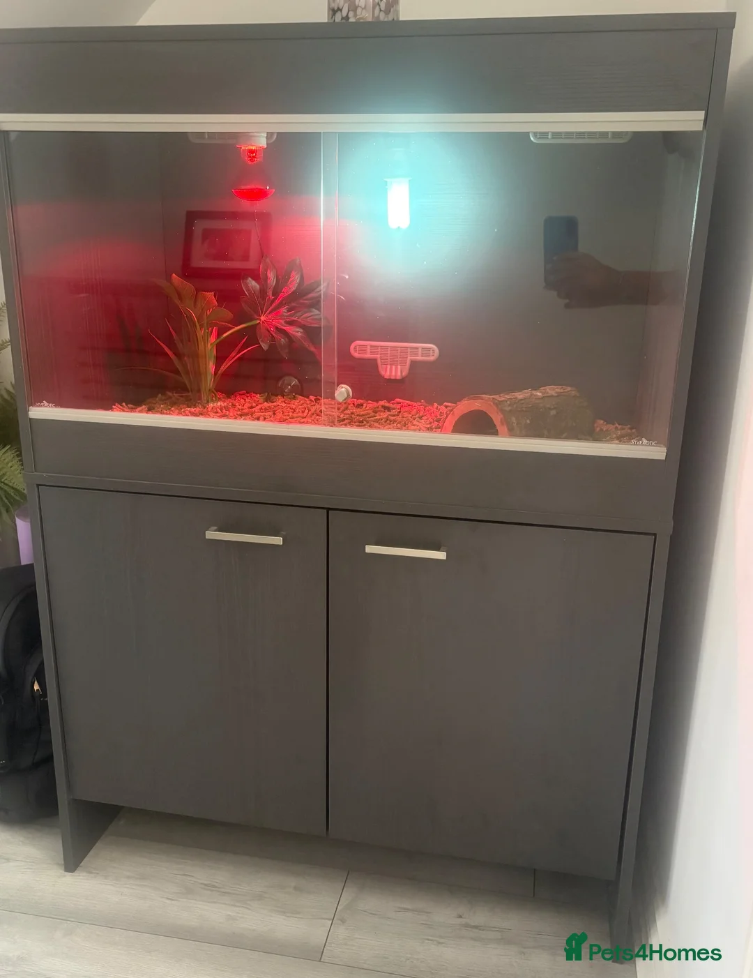 Hermann Tortoise reptiles for sale: 2 year old Hermann tortoise and set up in Warrington - Advert 3