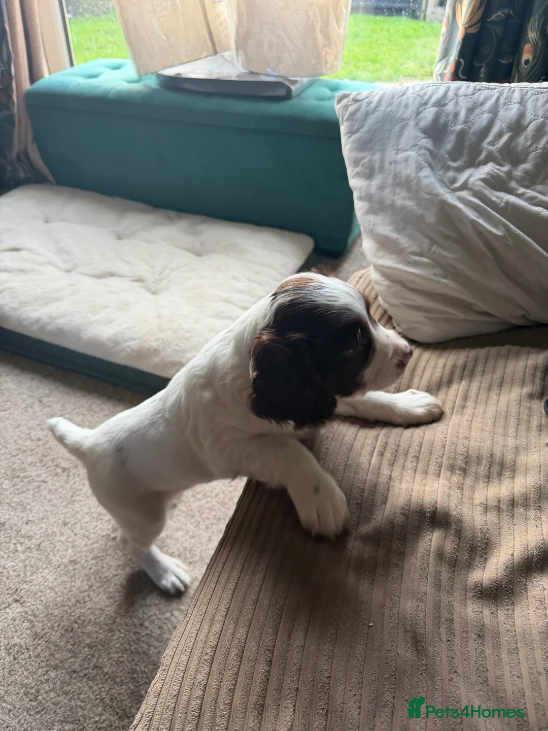 English Springer Spaniel dogs for sale: Springer spaniel  - Advert 5