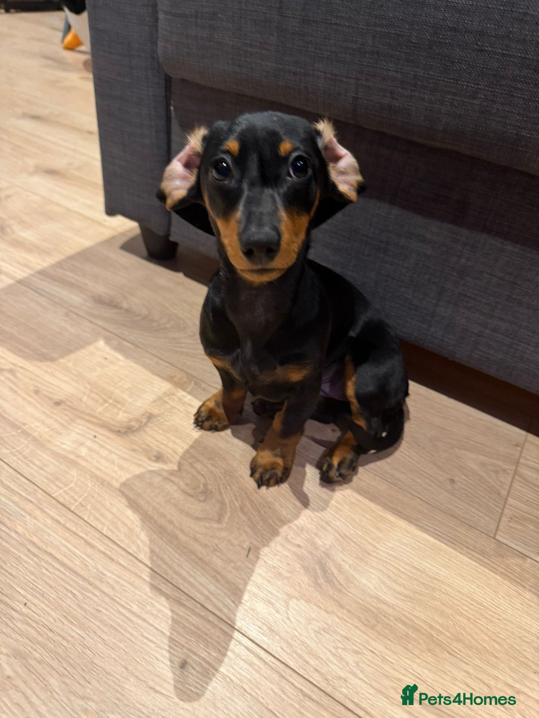 Miniature Dachshund dogs for sale: Miniature daschund dog  - Advert 4