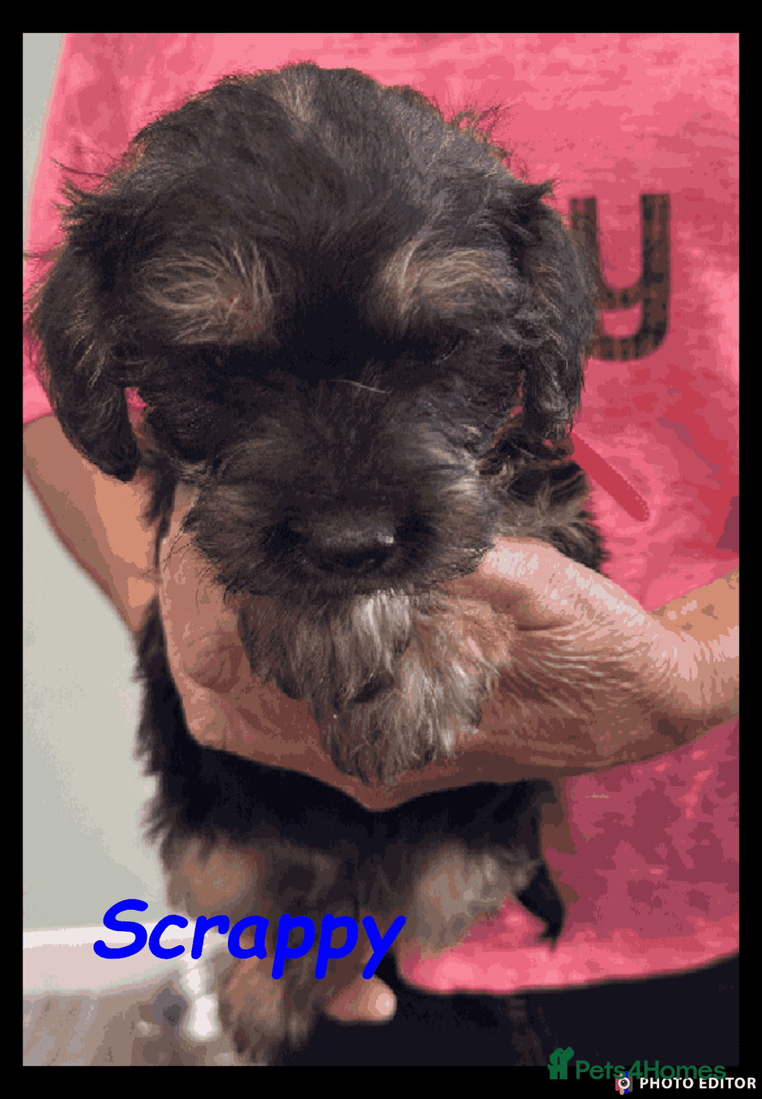 Mixed Breed dogs for sale: Beautiful Borderpoo Puppies – Ready 24th August - Image 19