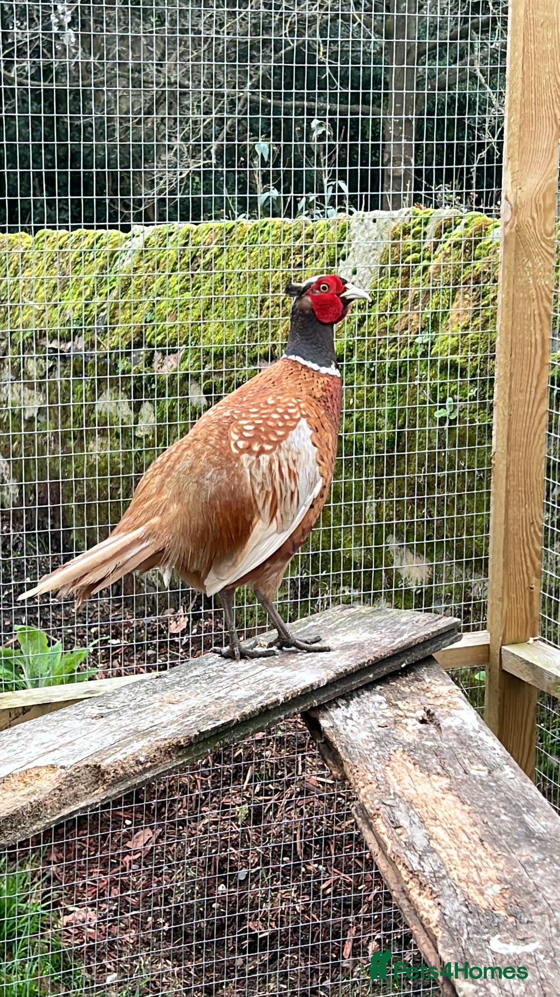 Pheasants poultry Buff male pheasant - Advert 1