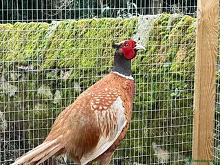 Pheasants poultry Buff male pheasant - Advert 1