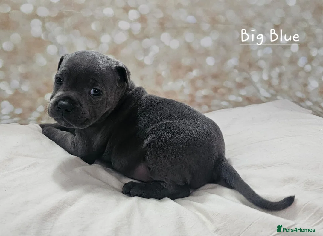 Staffordshire Bull Terrier dogs for stud: Stud  in Godalming - Advert 12